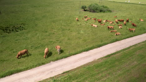 drone shot showing peaceful herd of brown cows and cattles eating on countryside farm in sunlight