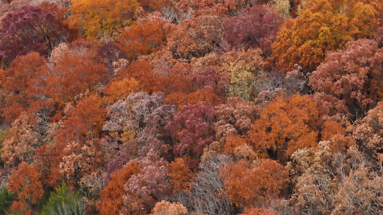 vista aérea de árboles con hojas rojas y naranjas durante la temporada de otoño