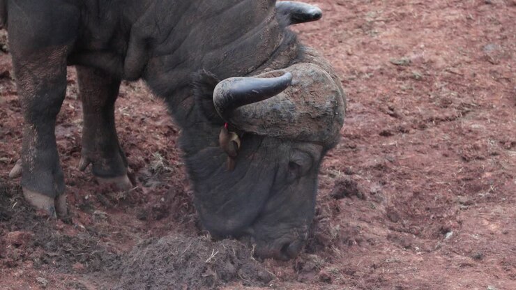 Corna ricurve di un bufalo cafro al pascolo nel Parco Nazionale di Aberdare, Kenya, Africa.