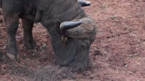 curved horns of a grazing cape buffalo in aberdare national park, kenya africa