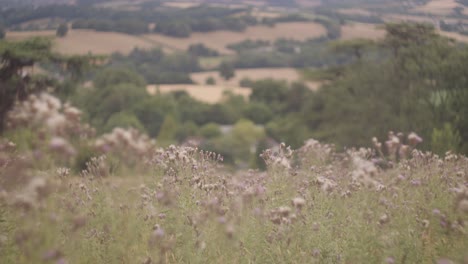 hermosas plantas de algodón en campos con árboles verdes en devon, reino unido