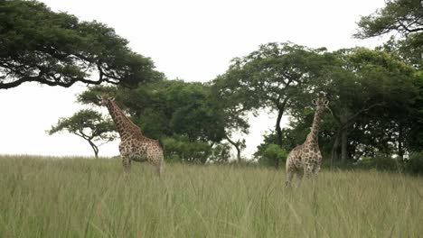 Jirafas-Paradas-En-La-Hierba-Alta-En-La-Naturaleza