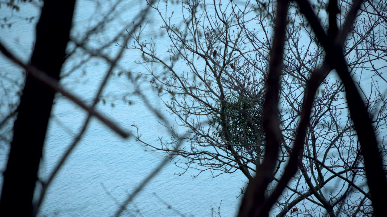 그디니아 폴란드 콜리브키 삼림 공원 근처 황혼에 잎이 없는 나무 가지 실루엣이 조용한 호수를 캐노피했습니다