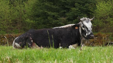 Vosgienne-black-and-white-cow-rare-species-resting-lying-in-a-green-meadow-in-spring-Vosges-France-4K