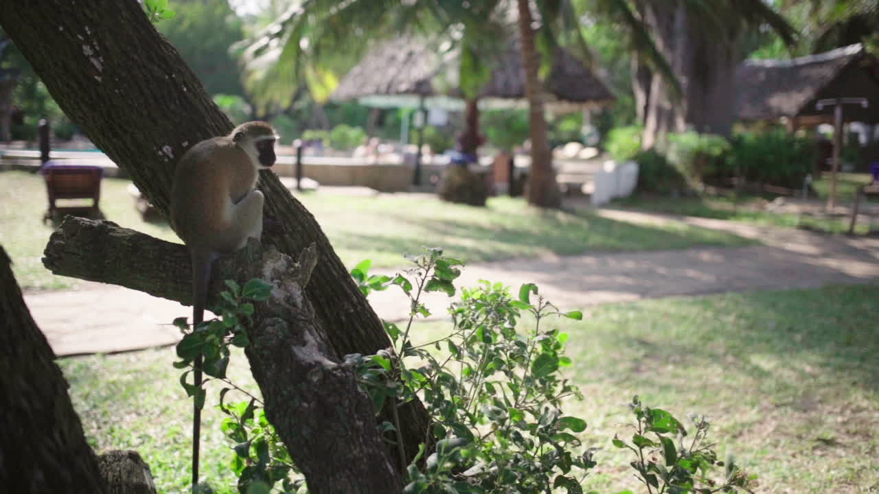 Little African monkey sitting on branch, long tail hanging down, relaxed. Vervet monkey in slow motion orienting. Long-tailed monkey in African hotel resort park.Affenart: Grüne Meerkatze