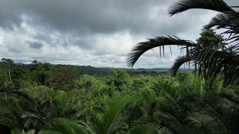 Drone-flying-through-wild-palm-trees-in-forest-of-New-Guinea