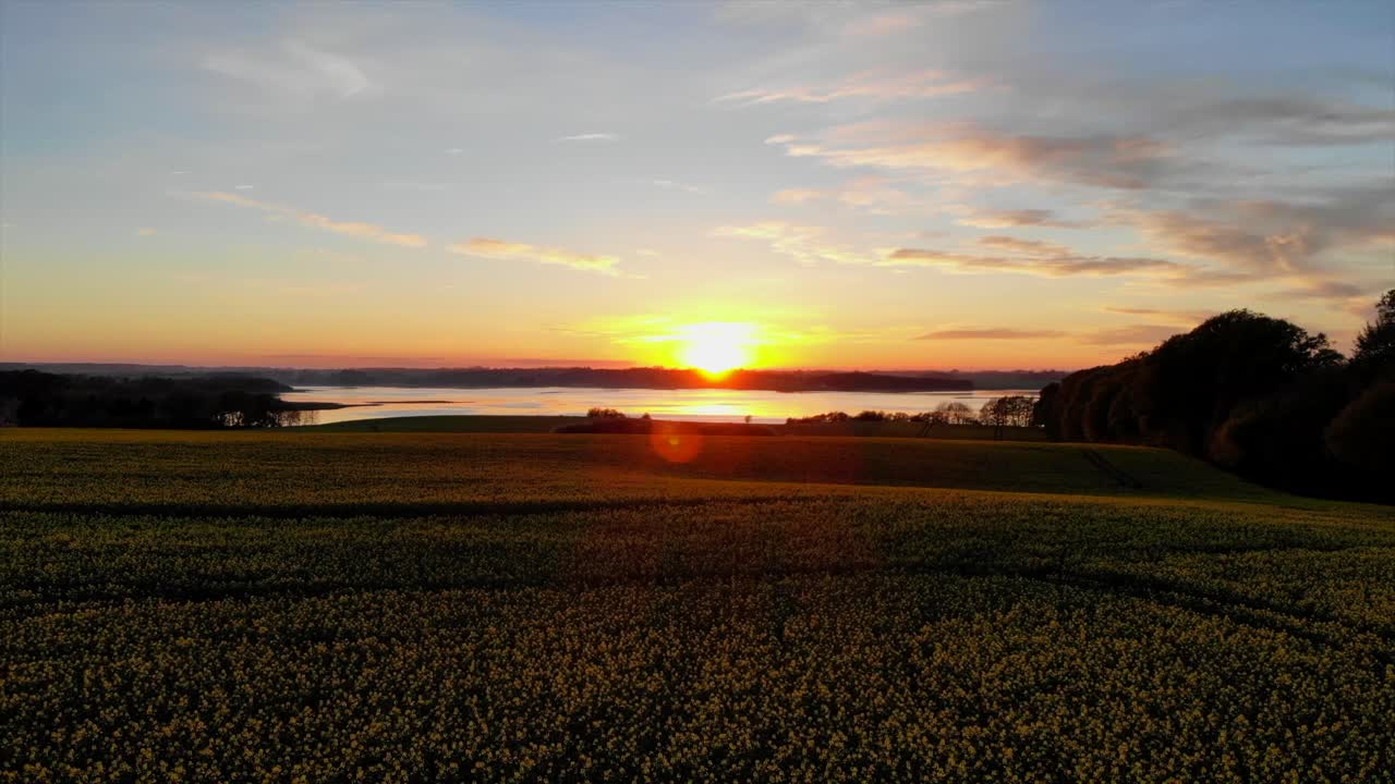 Rapeseed field i Lejre, Denmark. Scandinavia. Beautiful sunset. Filmed with drone.
