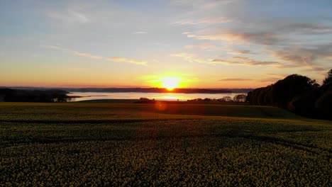 rapeseed field i lejre, denmark. scandinavia. beautiful sunset. filmed with drone.