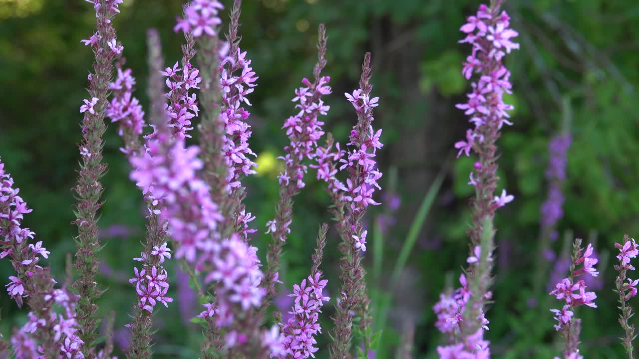Nærbillede af purpurlyng blomster med rack fokus