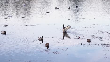 Wildenten-Schwimmen-Im-Frühling-Auf-Dem-Kristallklaren-Wasser-Des-Sees-Im-Park-In-Rumänien