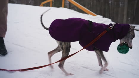 whippet dog wearing purple coat walking on snowy path while carrying green ball in mouth, leashed beside person dressed for winter, creating heartwarming outdoor pet moment in cold weather with playful energy