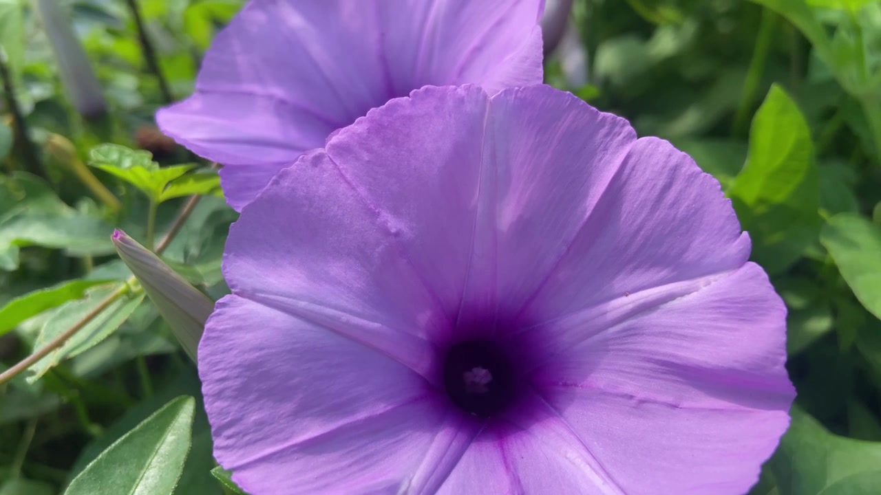Primo piano di vivaci fiori di convolvolo viola in giardino