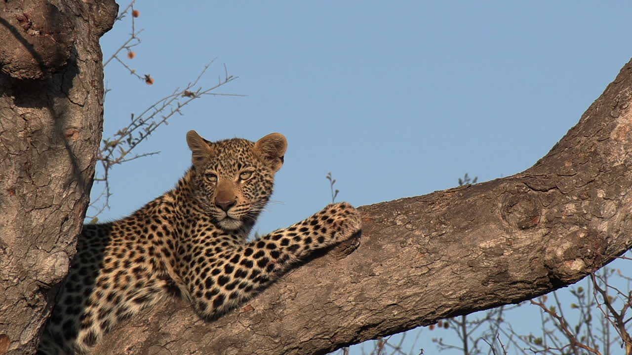 primer plano de un leopardo sentado en un árbol mientras contempla el desierto africano