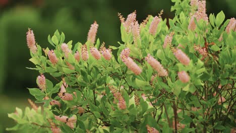 bees flock around fragrant flowering shrub with delicate long apricot-pink flower panicles