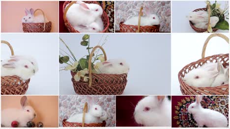 large collection of rabbit pet and exotic in different position isolated on white background