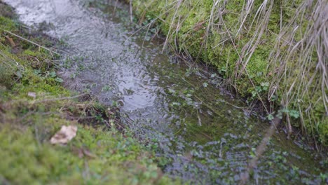 a stream in the forest wakes up after hibernation