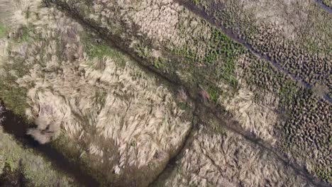 Bird's-eye-view-of-a-swampy,-irrigated-field,-with-herron-and-walking-people-at-the-end