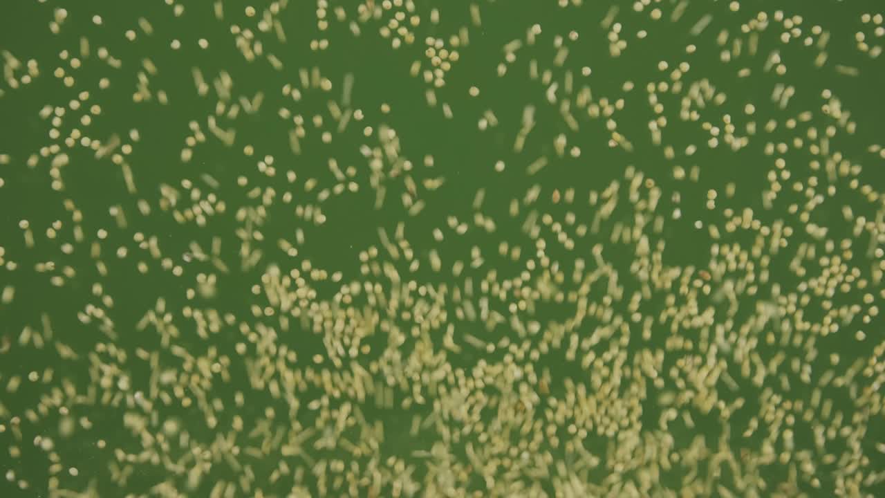 아래로 떨어지는 밀가루 어리의 면. 씨이 떨어지고 초록색 화면을 채니다. 곡물 배경