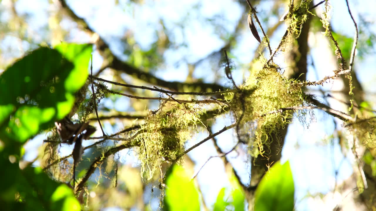 Sunlit Mossy Tree Branches