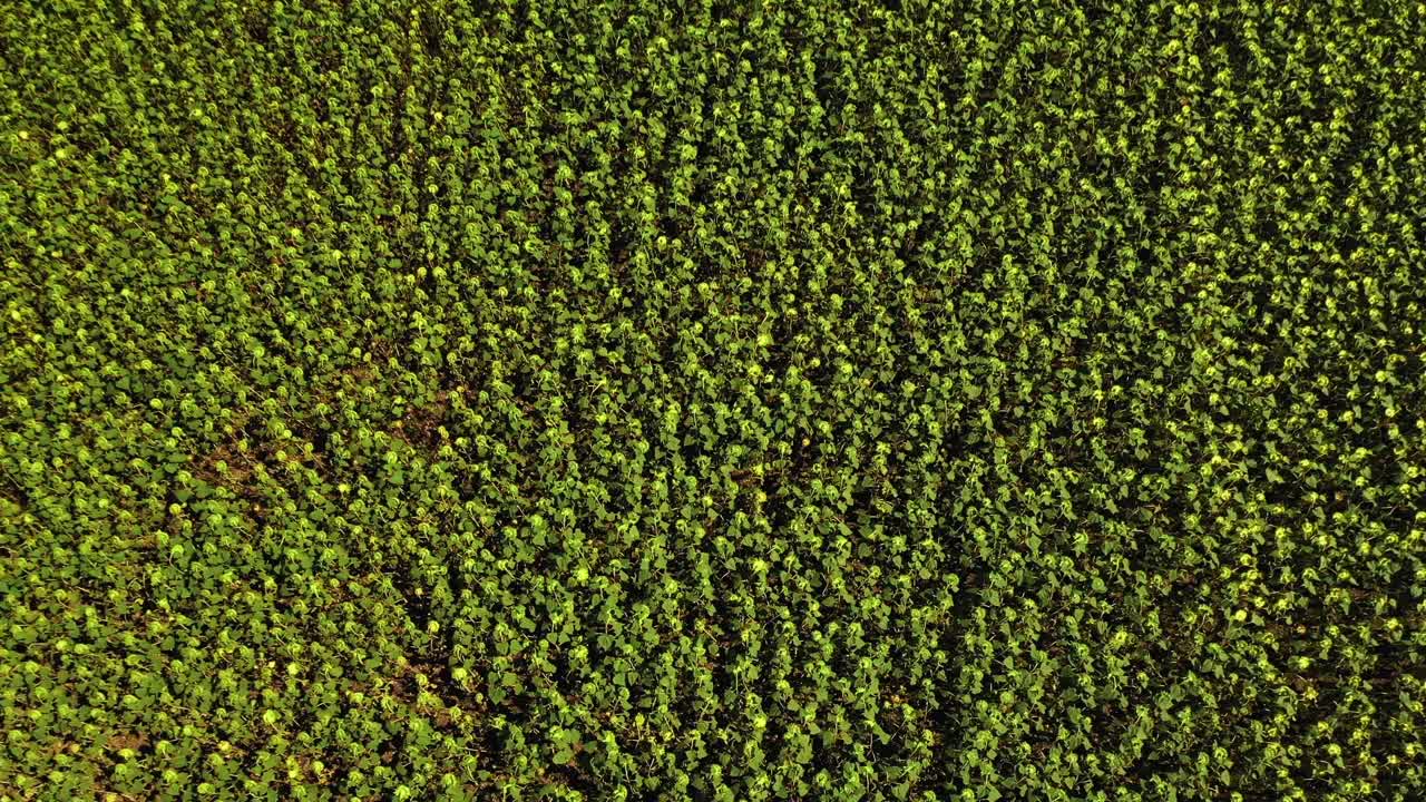vista aérea de un campo de girasoles