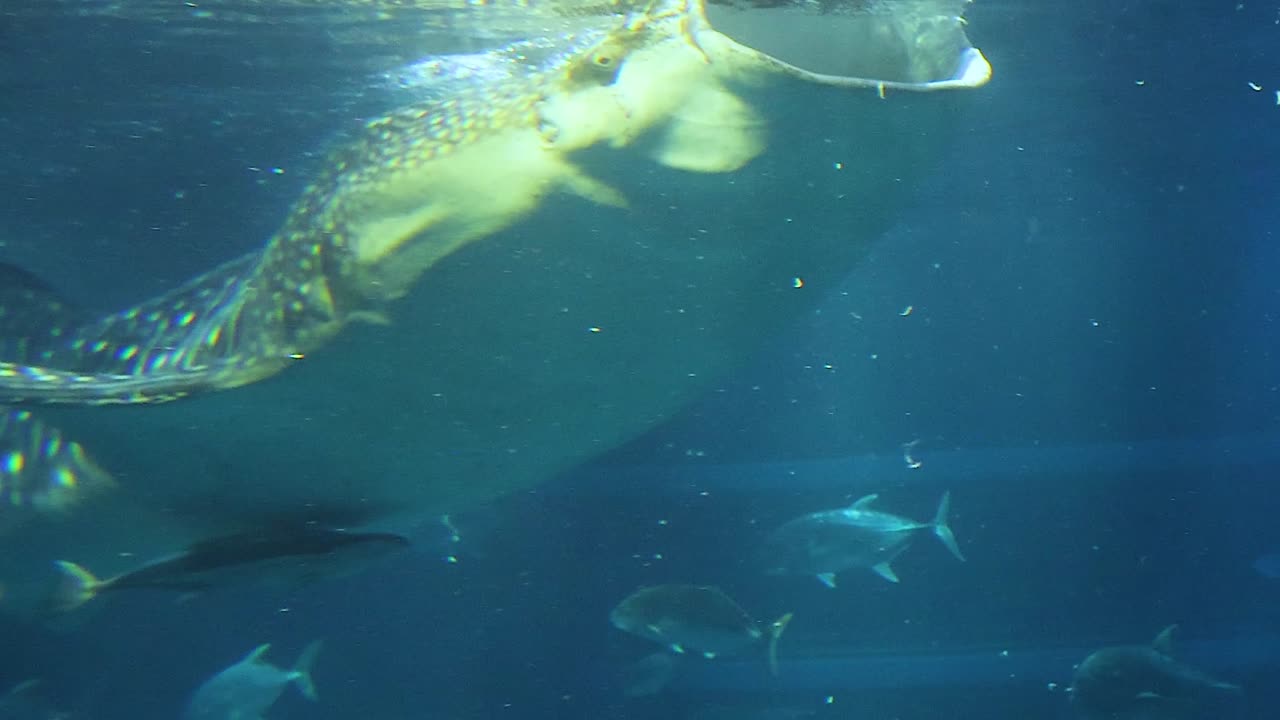 A whale shark moves gracefully beneath shimmering sunlight, surrounded by smaller fish in a tranquil underwater scene.