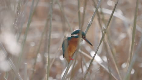 common kingfisher flying away from bush growing in river in summer