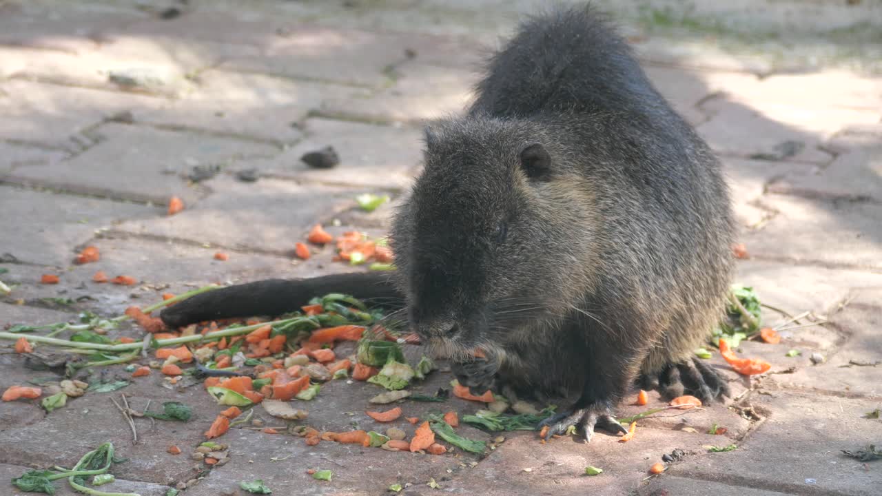 Nutria Eating Carrots