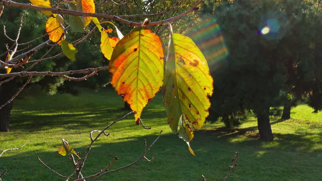 Close-up of bright green and yellow leaves on a tree branch, with sunlight creating a lens flare and a blurred green park background.