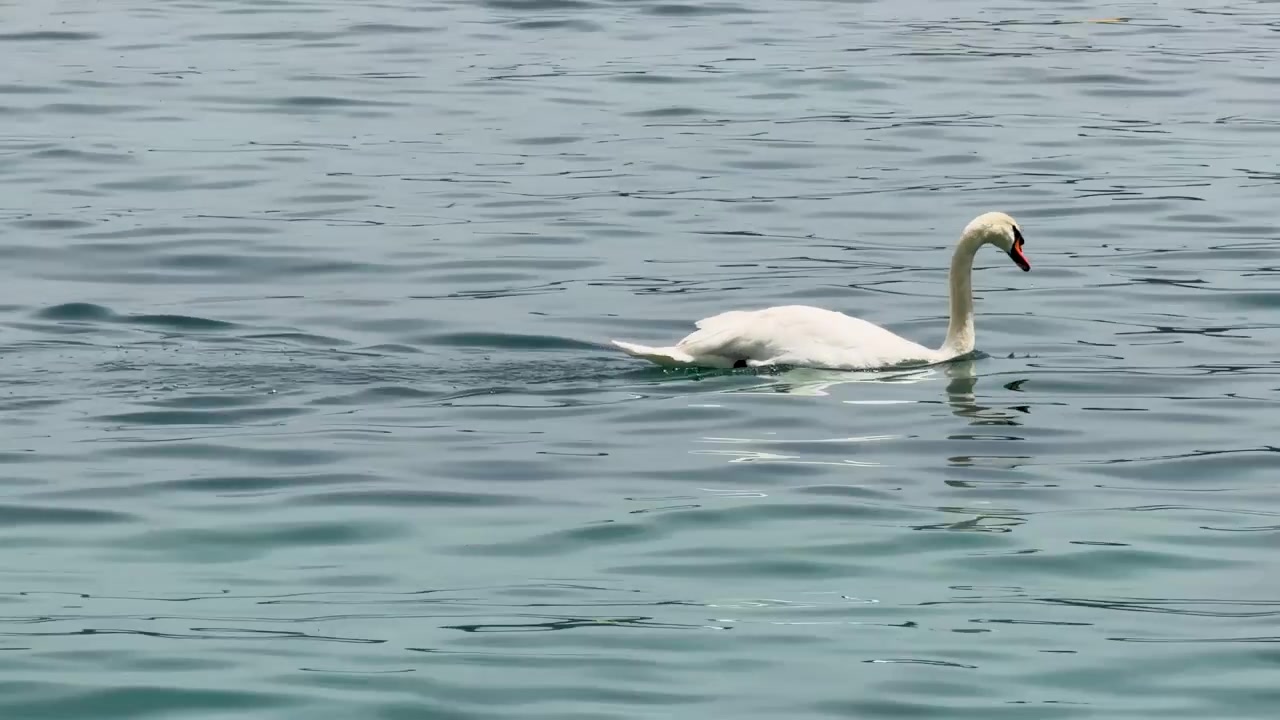 Um cisne branco nada graciosamente pelas águas calmas e azuis do lago em plena luz do dia.