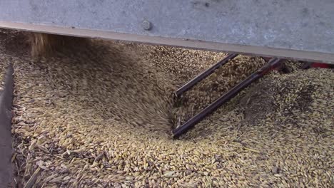 slomo tough barley feeding into an auger that feeds into a grain drier