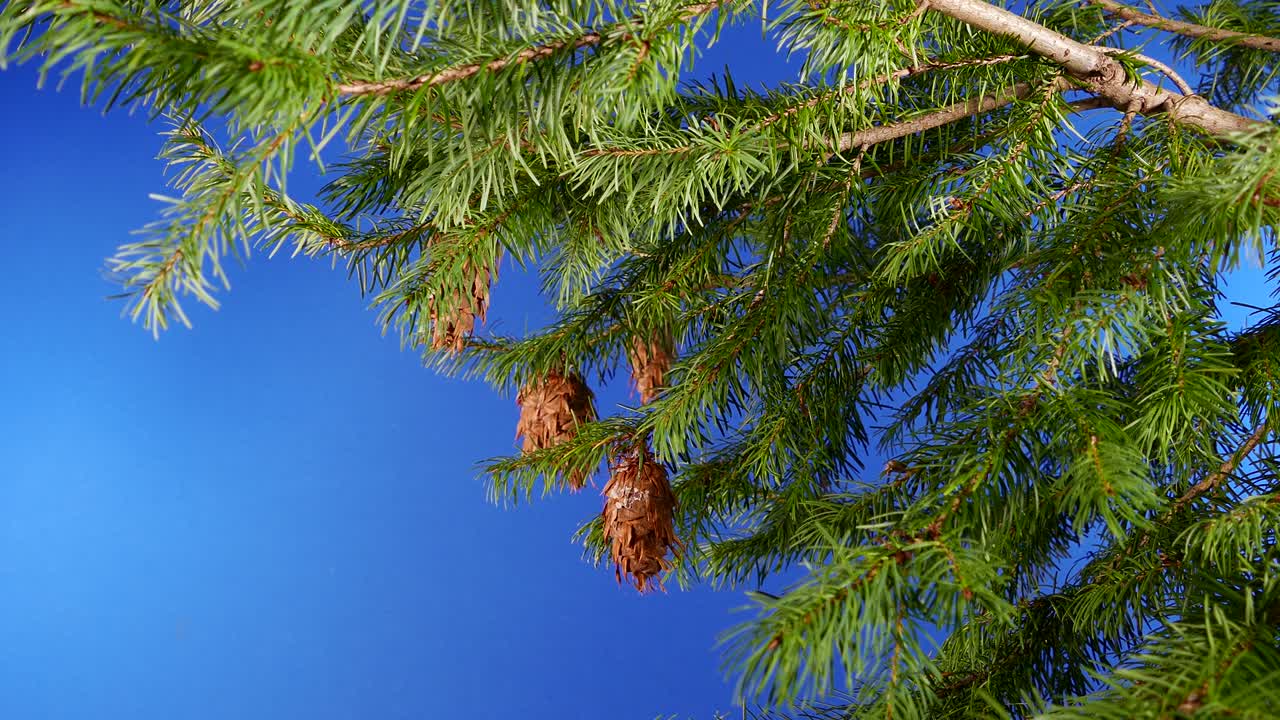 árbol de navidad en brisa pantalla azul para la composición