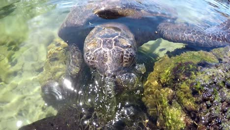 sea turtle eating grass and algae very close to the shoreline