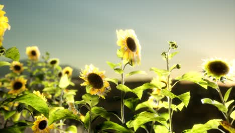 Campo-De-Girasoles-En-Una-Cálida-Tarde-De-Verano