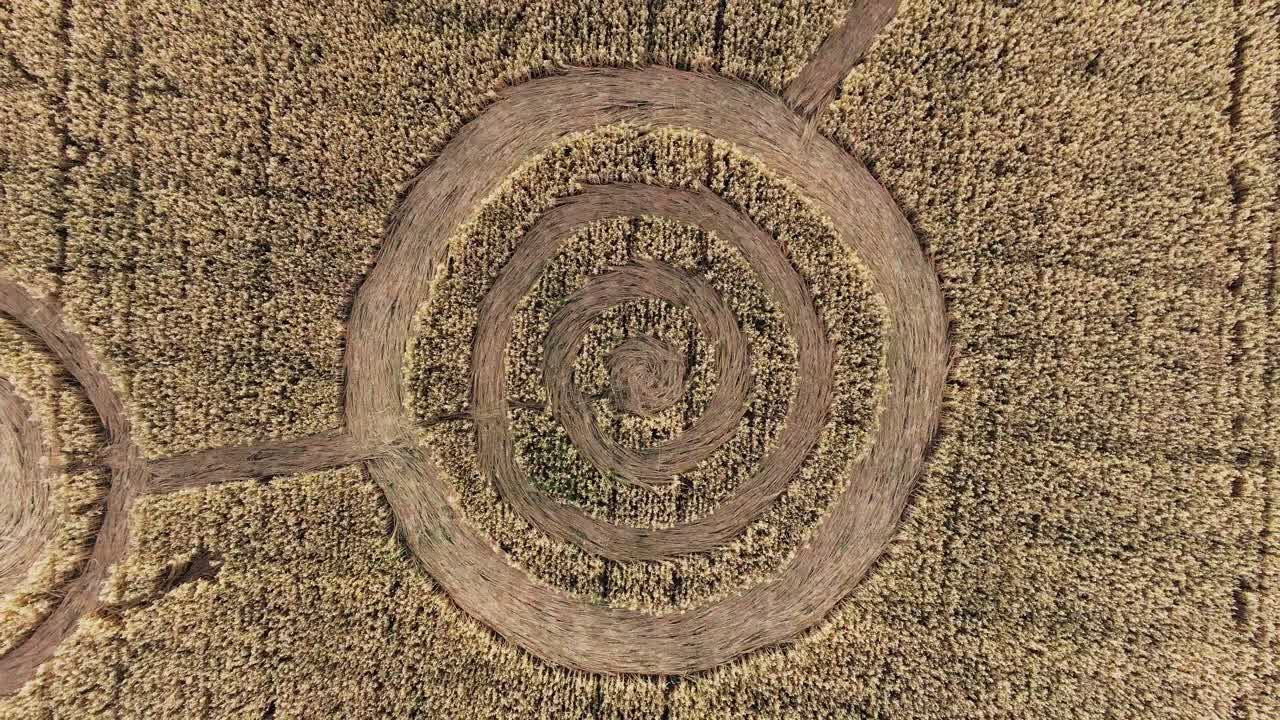 círculo de cultivo en espiral en el campo de trigo