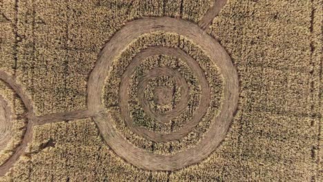 spiral crop circle in wheat field