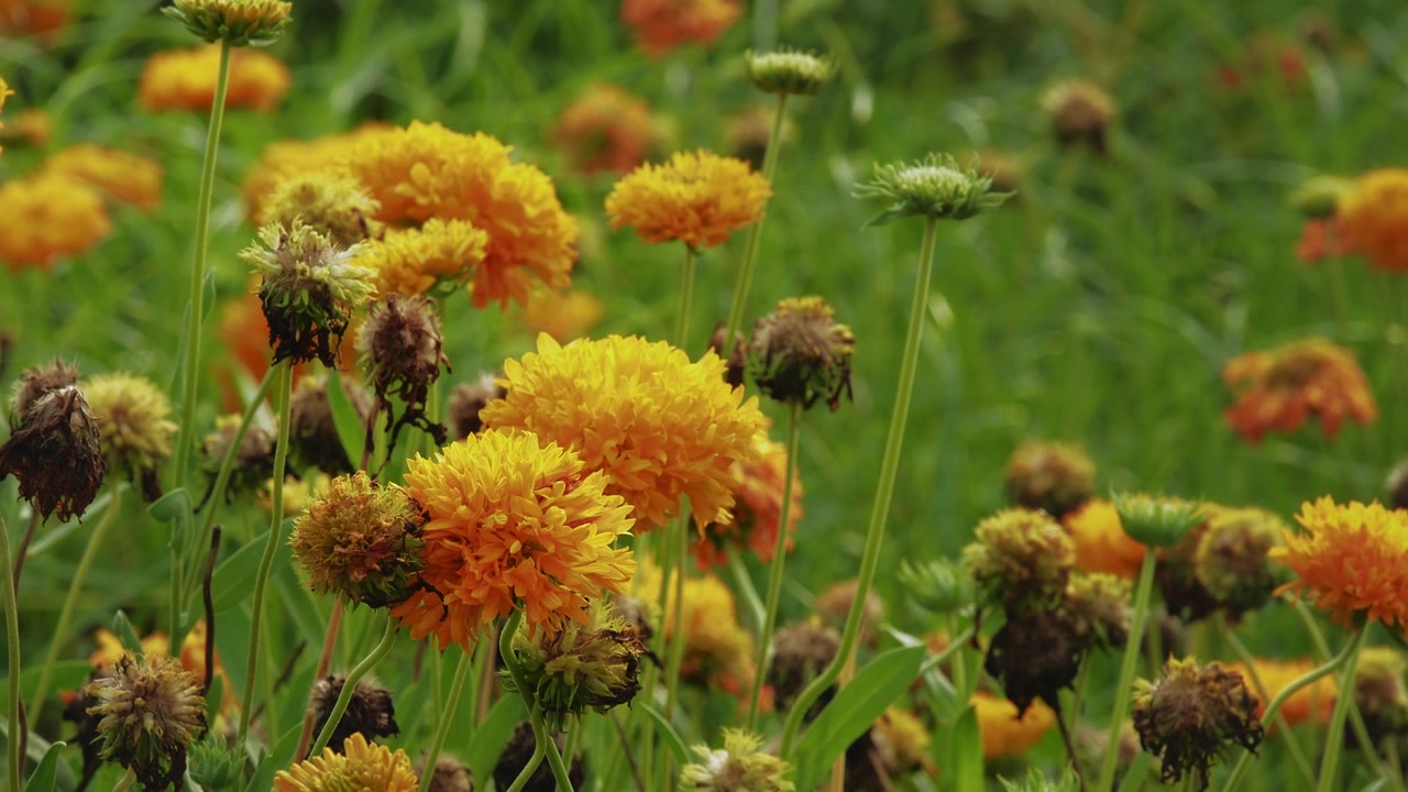 Primo piano di vivaci fiori doppi di Gaillardia che sbocciano in un giardino lussureggiante, mostrando colorati fiori ornamentali a doppio petalo.