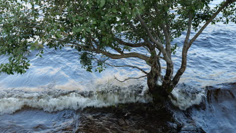 árbol inundado rodeado de agua azul y olas