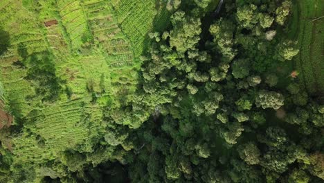 aerial top down of terraced vegetable plantation on the side of valley and forest on slope of mountain