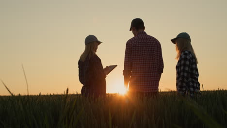 several young farmers are talking against the backdrop of a wheat field at sunset. use tablet - technology in agriculture