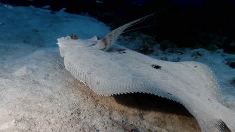 peacock flounder swimming over ocean floor in mauritius island