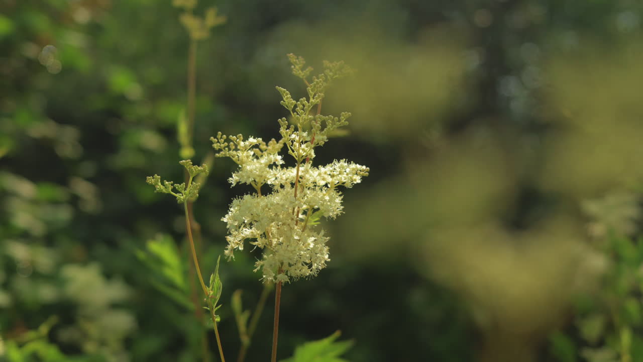 primer plano de una planta con flores