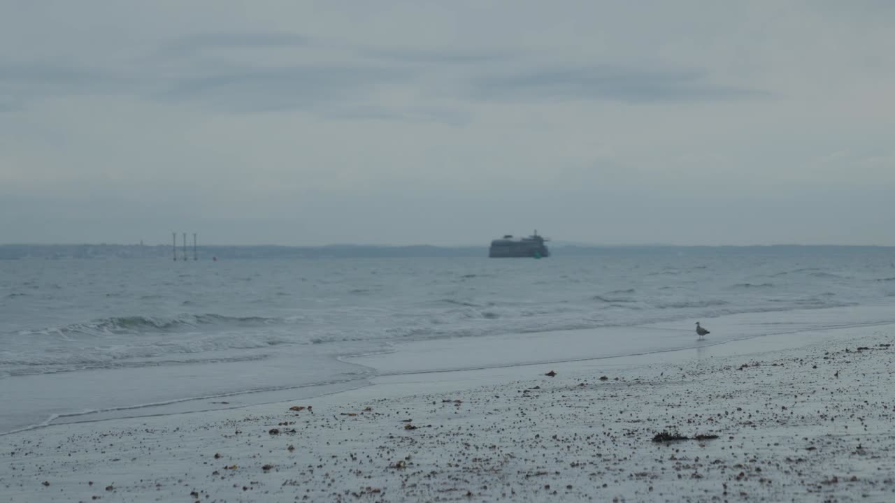 Wide shot of seagull standing in the ocean waves looking for prey