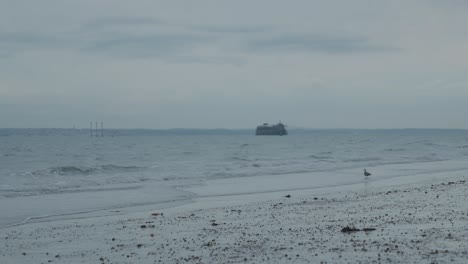 wide shot of seagull standing in the ocean waves looking for prey
