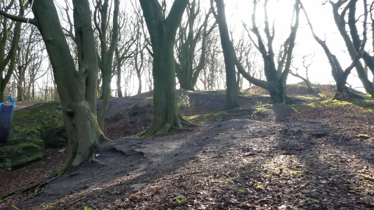 가을 숲 숲에 매달려 타이어 로프 스윙