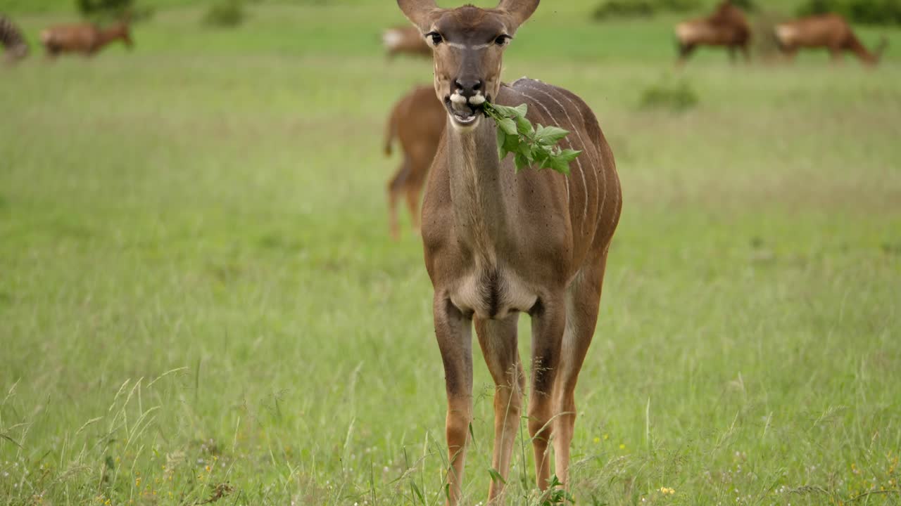 kudu hembra comiendo arbusto pequeño en hábitat natural, parque de elefantes addo, áfrica