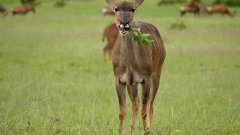 Weiblicher-Kudu,-Der-Kleinen-Busch-Im-Natürlichen-Lebensraum-Isst,-Addo-elefantenpark,-Afrika