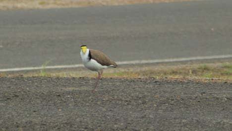 masked lapwing plover walking on driveway