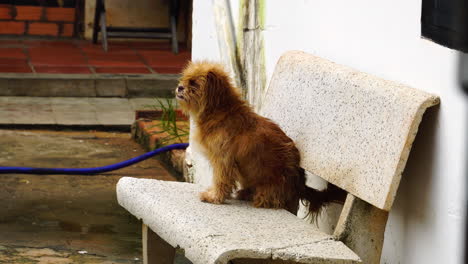 small dog, messy fur with skin disease sitting on a chair outdoors