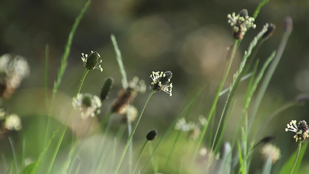 바람에 움직이는 꽃 잔디