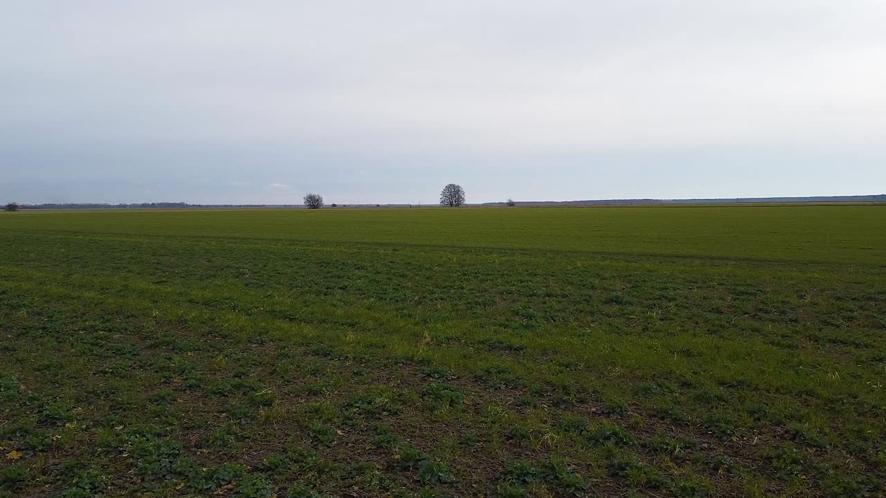 Luftaufnahme eines frischen grünen Getreidefeldes mit einzelnen Bäumen im Hintergrund an einem bewölkten Frühlingstag, Landwirtschaft und Lebensmittelproduktion, weite Drohnenaufnahme aus geringer Höhe, die sich rückwärts bewegt.